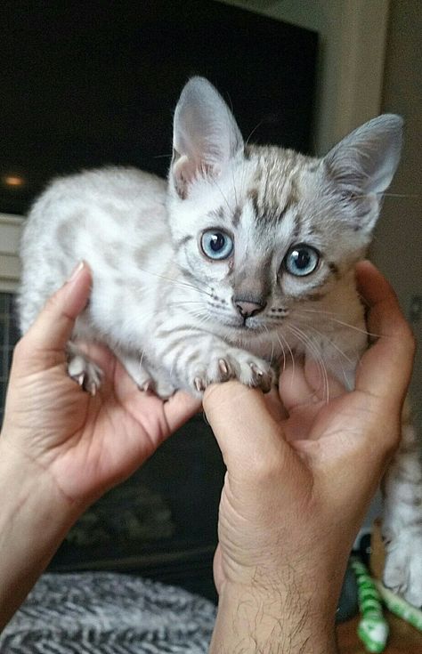 Snow Bengal Kitten, Bangel Cats, Snow Lynx Bengal, Bangle Cat, Snow Bengal, Cat And Dog Photos, Bengal Kittens, House Cats, Cat Skin