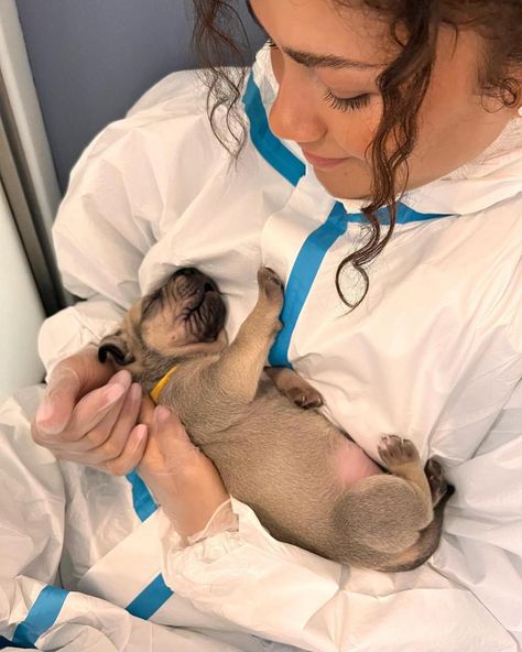 IT was puppy love for Zendaya on a visit to Battersea Dogs and Cats Home with fellow screen star and boyfriend Tom Holland. She shared a pic of herself cradling a tiny pooch after the Spider-Man pair, both 27, did a quick change into protective suits. She wrote: “Battersea puppy heaven.”  Tom’s photographer mother Nikki […] London Slang, Tom Holland And Zendaya, Cats Home, Puppy Heaven, Zendaya Maree Stoermer Coleman, Spiderman Art Sketch, Tom Holland Zendaya, Relationship Timeline, Secret Relationship