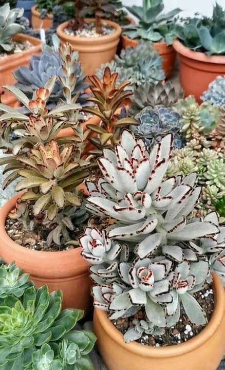 11 Colorful Succulents in Tree Branch Home Garden Decoration - Decomagz Kalanchoe Blossfeldiana, Succulent Display, Succulent Garden Diy, Colorful Succulents, House Plants Indoor, Flower Stands, Plant Mom, Exotic Plants, Tree Branch