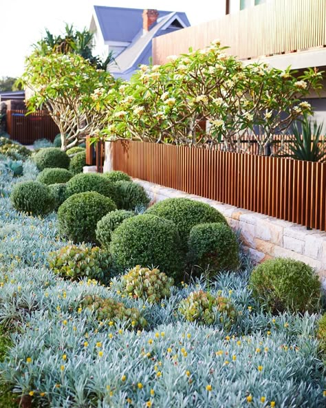 Hardy Succulents, Australian Native Garden, Front Garden Design, Australian Garden, Coastal Gardens, Native Garden, Low Maintenance Plants, Front Yard Landscaping Design, House Garden