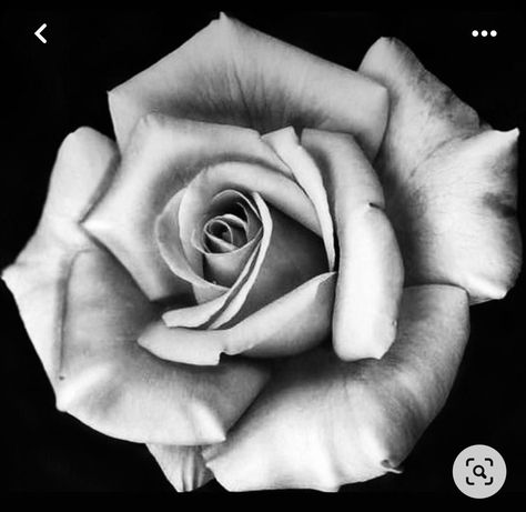 Rose Reference, Realistic Rose Tattoo, Skull Rose Tattoos, Black And Grey Rose, Rose Flower Tattoos, Rose Drawing Tattoo, Rose Stencil, Rose Flower Photos, Animal Tattoo Ideas