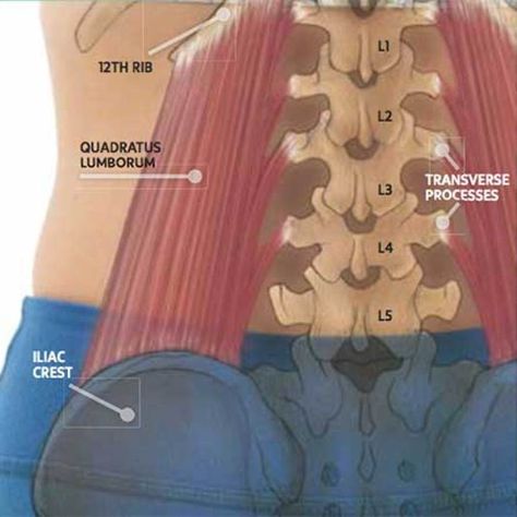 Strengthen Back Muscles, Backbends Yoga, Ql Stretch, Strengthen Back, Quadratus Lumborum, Muscle Tension Relief, Lower Back Muscles, Yoga Anatomy, Nerve Pain Relief