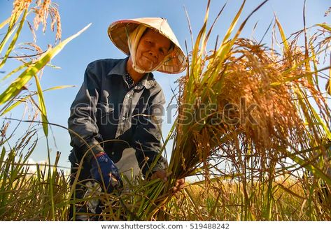 Farmer Working, Farmer Photography, Agriculture Photography, Miss Vietnam, Filipino Art, Art Studio Organization, Visit Vietnam, The Great Race, Rice Field