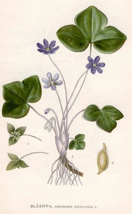 Anemone hepatica. Sinilill. Carl Axel Magnus Lindman Hur Man Ritar Blommor, Anemone Hepatica, Plant Art, Realistic Drawings, Porcelain Painting, Botanical Illustration, Anemone, Botanical Art, Vintage Illustration