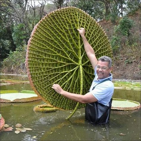 Blowing Up History! on Instagram: “Underside of a Lily Pad.  Over the last hundred years, water lily history has become clearer. It began early in the last century with it's…” Giant Water Lily, Saltwater Crocodile, Elephant Seal, Great Pyramid Of Giza, Redwood Tree, Pyramids Of Giza, Rare Flowers, African Elephant, Giza