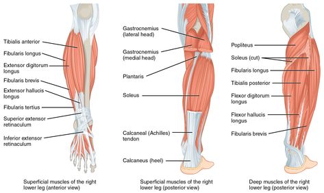 Leg Muscles:Origin, Insertion, Action & Nerve Supply » How To Relief Leg Muscles Diagram, Leg Muscles Anatomy, Muscular System Anatomy, Muscle Diagram, Lower Leg Muscles, Leg Anatomy, Muscle System, Calf Cramps, Muscular System