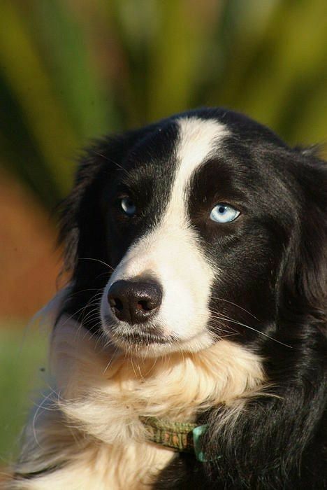 Border Collie With Blue Eyes, Border Collie Blue Eyes, Gentle Giant Dogs, White Border Collie, Beautiful Borders, Border Collie Dog, Future Children, Floppy Ears, Dog Biting