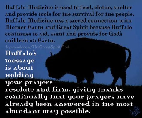 Buffalo's Message Bull Spirit Animal Meaning, Buffalo Quotes, Buffalo Spiritual Meaning, Buffalo Spirit Animal, Disloyal Order Of Water Buffaloes, Medicine Cards, Native American Beliefs, Bison Photo, Animal Totem Spirit Guides