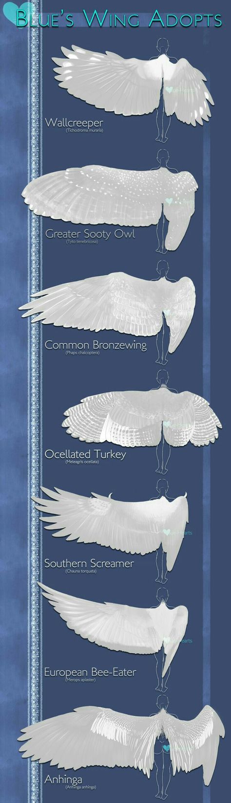 Types of Wings, text; How to Draw Manga/Anime Wings Sculpture, Winged People, Wings Drawing, Bird Wings, Poses References, 판타지 아트, Drawing Tutorials, Art Tutorial, Creature Design