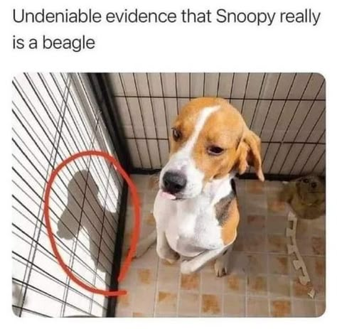 Cute Animals Puppies, Funny Dog Memes, Funny Animal Jokes, Cute Funny Dogs, Silly Animals, Funny Animal Memes, Cute Animal Videos, Cute Animal Photos, Animal Jokes