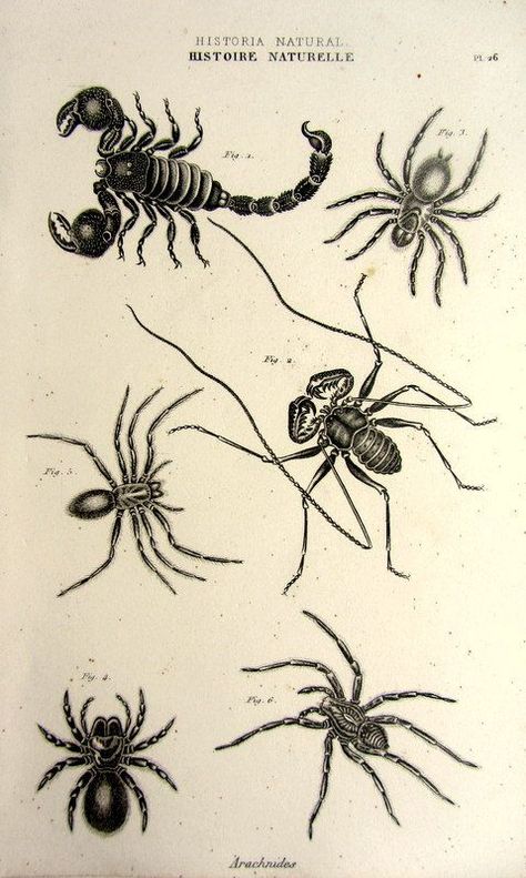 Spider Web Drawing, Tato Tradisional, Spider Illustration, Engraving Tattoo, Vintage Spider, Insect Tattoo, Different Species, Antique Illustration, Insect Art