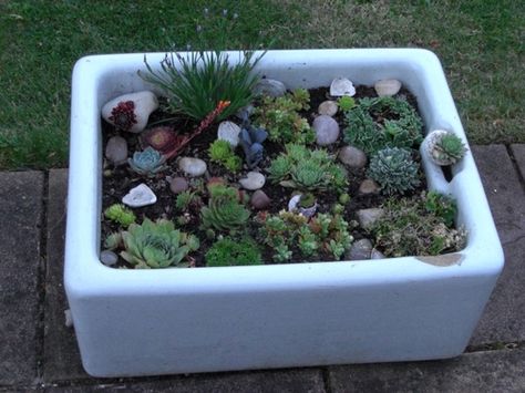 Butlers sink planted with Alpines Belfast Sink Planter, Belfast Sink Garden Planter, Belfast Sink Garden, Butlers Sink, Rockery Garden, Garden Sink, Belfast Sink, Alpine Garden, Butler Sink