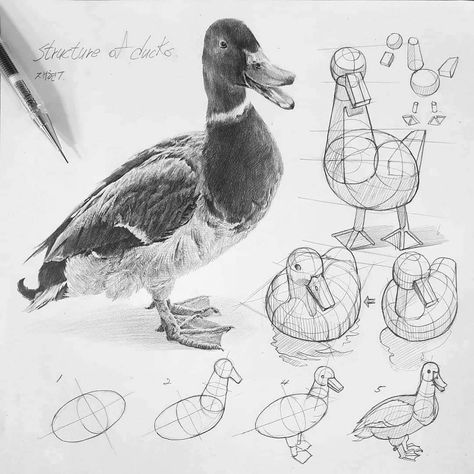 Structural Drawing, Bird Sketch, Realistic Drawing, Art Basics, 강아지 그림, Animal Study, Drawing Studies, Perspective Art, Arte Sketchbook