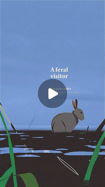 Felipe Vargas | Early morning, work in progress ☕🐇  #rabbit #animation #illustration #motiongraphics #motiondesign #motion #characteranimation #collage... | Instagram Rabbit Animation, Animation References, Animation Illustration, Animation Reference, Morning Work, Nature Design, Life Cycles, May 17, Animated Characters