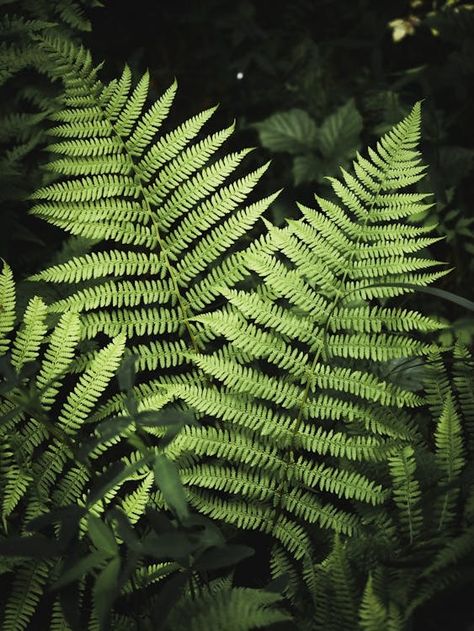 Green Fern Leaves in Close-Up Photo · Free Stock Photo Fern Aesthetic, Fern Photo, Rainforest Pictures, Couple Game, Plant Palette, Texture And Pattern, Fern Frond, Textiles Projects, Fern Leaves