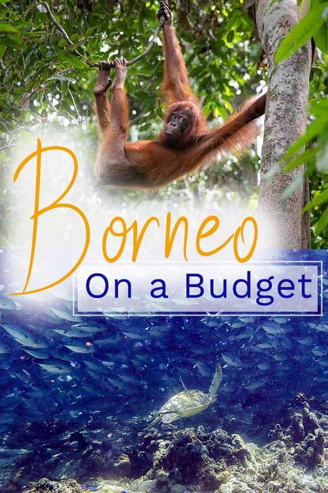 Malaysian Borneo on a budget! See wild orangutans, the best tropical jungles in the world, and scuba dive world class dive sites. Read on for how to save money on your Borneo trip, as well as a 2 week budget Borneo itinerary. #adventure #adventuretravel #ecotravel Borneo Itinerary, Gunung Mulu National Park, Borneo Travel, Malaysia Resorts, Borneo Malaysia, Malaysia Travel Guide, Travel Malaysia, Jungle Resort, Malaysia Travel