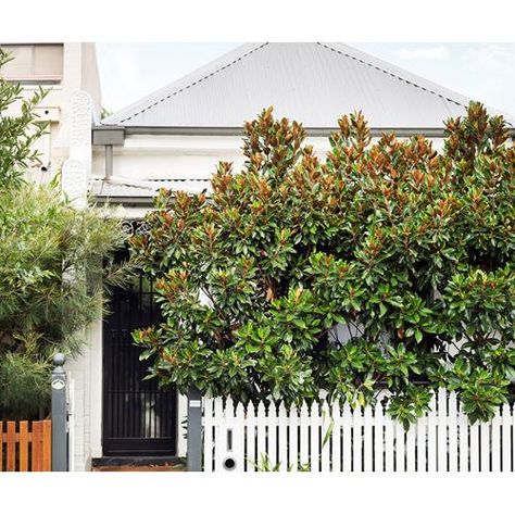 Behind the charming heritage façade, this old worker's cottage in Melbourne has been transformed to accommodate a young family thanks to a unique, space-savvy design. White Weatherboard House, Workers Cottage, Cottage Extension, Weatherboard House, Australian House, Front Gardens, Front Fence, White Fence, Quaint Cottage