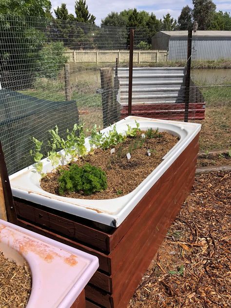 Repurposed Bath Tub Garden Planter............ #PlantAGarden ##GreenLiving #Vintage #Garden #Flowers #Plants #Handmade #DIY #Craft #Reuse #Repurpose #Environment #Upcycle #Planter Bathtub Vegetable Garden, Bath Tub Garden Ideas, Old Tub Garden Ideas, Bath Tub Garden Ideas Old Bathtub, Bath Tub Plants, Repurpose Old Bathtub, Old Tub Ideas Backyards, Bathtub Planter Ideas, Bathtub Flower Bed