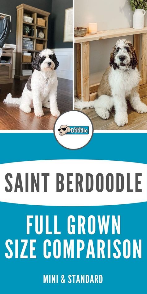 St Bernard Poodle Mix Dogs, St Bernadoodle, Saint Bernadoodle, Saint Berdoodle, Saint Bernard Poodle, Doodle Dog Breeds, St Berdoodle, Poodle Mix Puppies, Poodle Mix Breeds