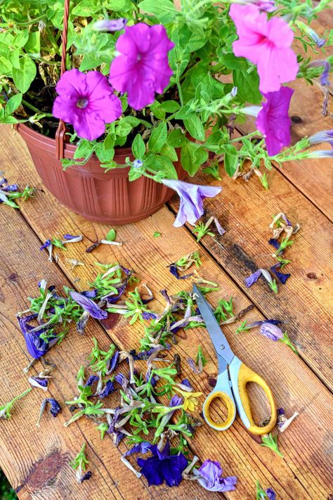 How to Deadhead Petunias for New Blooms Plant Based Aesthetic, Petunia Hanging Baskets, Petunia Care, Pruning Plants, Planting Garden, Petunia Plant, Petunia Flower, Aesthetic Plant, Purple Petunias