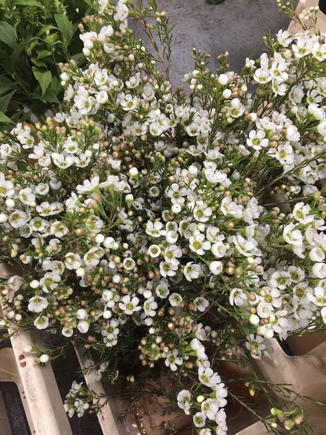 #augustflowers #Seasonalflowers #weddingflowers #flowers #cutflowers #waxflower #whitewaxflower Wax Flower Bouquet Wedding, Wax Flowers Bouquet, Wax Flower Centerpiece, Waxflower Bouquet, White Waxflower, Pink Waxflower, White Wax Flower, August Flowers, Wax Flowers