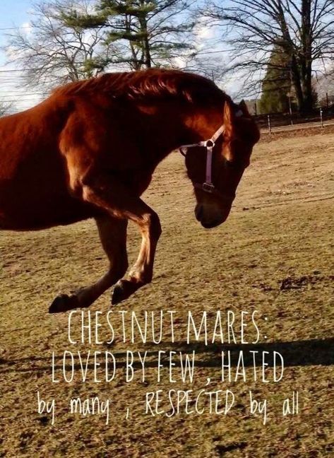 #horses #chestnutmare Mare Quotes, Equestrian Memes, Equine Quotes, Funny Horse Memes, Horse Meme, Horse Quotes Funny, Chestnut Mare, Horse Jokes, Mare Horse