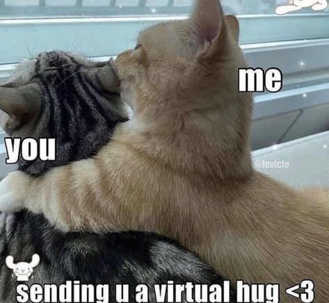 I Love Your Hugs, Hug Meme, Thursday Love, Cats In Love, Cute Hug, Cat Hug, Virtual Hug, A Healthy Relationship, Silly Cats Pictures