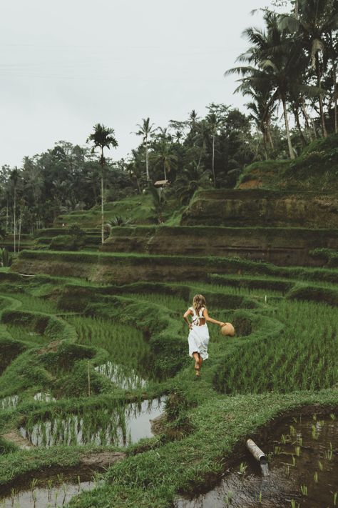 Ubud Indonesia, Bali Itinerary, Bali Resort, Rice Field, Rice Fields, Rice Terraces, Ubud Bali, Bali Travel, Yoga Retreat