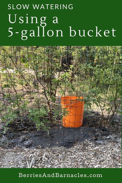 Fruit tree watering with a bucket. Watering Trees, Drip Hose, Five Gallon Bucket, Garden Watering System, 5 Gallon Buckets, Low Water Gardening, Rain Barrels, Water Barrel, Bucket Gardening