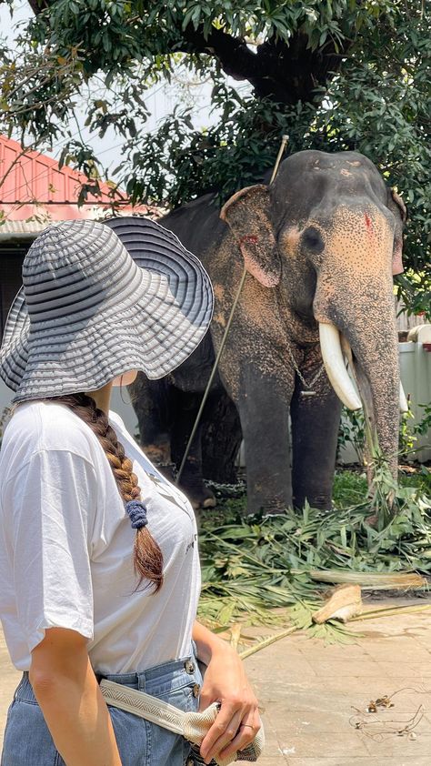 foreignerinindia on Instagram: Before or after? 🐘🌴❤️ . . . #keraladiaries🌴❤️⛵ #elephantlover #pooramvibes #pooram #templefestival #keralafestival #keralafestivals… Kerala Travel Photography, Kerala Photoshoot Ideas, Coorg Photography Poses, Temple Photo Ideas, Coorg Photography, Kerala Photoshoot, Coorg Travel, Kerala Photos, Kerala Culture