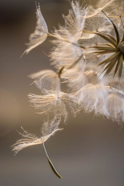 Foto Macro, Blowing In The Wind, A Dandelion, Dandelion Wish, Seed Pods, Jolie Photo, Make A Wish, Macro Photography, Nature Beauty