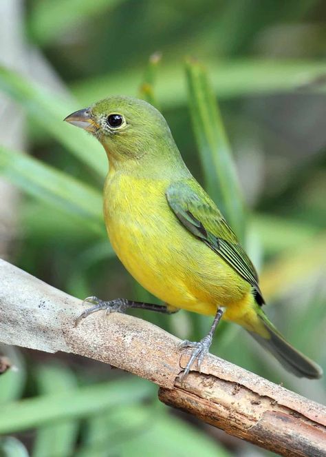 Female painted bunting Green Parrot Bird, Metamorphosis Art, Bunting Bird, Birds Photography Nature, Box Of Crayons, Bird Facts, Painted Bunting, Green Bird, Animal Projects