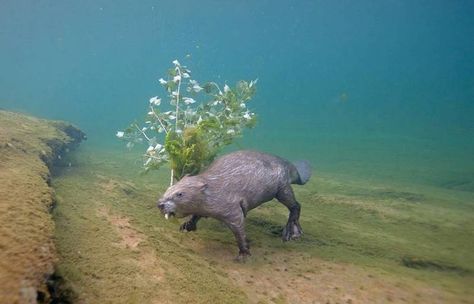 It took four years lying underwater to get a perfect shot of a Eurasian beaver / Boing Boing Tree Hugger, Explore Nature, Underwater Photography, Underwater World, Natural History, Snorkeling, Animals Beautiful, Mammals, Bbc