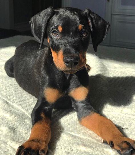 Cute Doberman Puppies, Dobber Man Puppies, Dobber Man Dog Aesthetic, Baby Doberman Puppies, Dobermans Cute, 4 Dobermans, Baby Doberman, Car Ideas Accessories, 2 Dobermans