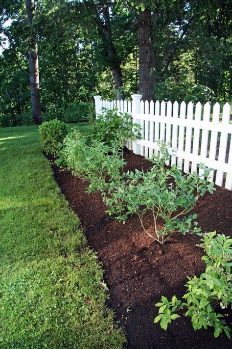 blueberry bushes,the easiest shrub to grow. Beautiful in fall, winter, spring and summer!!! I want a whole bunch growing in my landscape around the house. Perfect plant that produces food pesticide free! ATTRACTS: Orioles. Plant with "American Cranberry Viburinum"- an important migration shrub-attracts Red Headed Woodpeckers. Blueberry Gardening, Fruit Tree Garden, Berry Garden, Blueberry Bushes, Garden Shrubs, White Picket Fence, Edible Landscaping, The Secret Garden, Landscaping Design