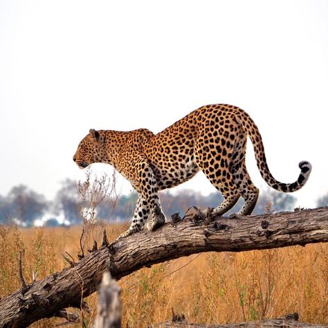 Game hunters in Africa originally coined the phrase "Big Five" to describe the five animals deemed hardest and most dangerous to hunt on foot: the elephant, lion, rhinoceros, leopard and buffalo. Safari operators from Namibia to South Africa and Botswana now use that same phrase to describe the animals they know their clients hope to "shoot" with their cameras. The Big Five Animals, Big Five Animals, The Big Five, Africa Wildlife, Dangerous Animals, Animal Skulls, Leopards, Wild Life, The Animals