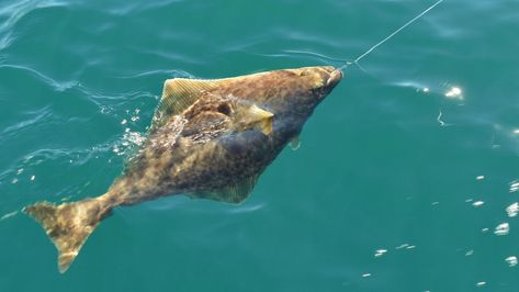 Halibut fishing in Alaska is one of the top outdoor activities in a state brimming with amazing adventures. Even beginners can reel in some impressive fish! How to Go Halibut Fishing in Alaska #fulltimerv #fulltimerving #rvfulltime #halibutfishingalaska #halibutfishing Fishing In Alaska, Alaska Salmon Fishing, Rv Travel Destinations, Rv Gear, Halibut Fishing, Gulf Of Alaska, Alaska Fishing, Alaska Adventures, Visit Alaska