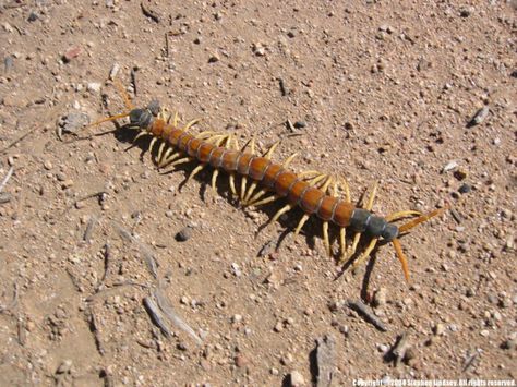 7. Giant desert centipede Desert Insects, Tarantula Hawk, Bunny Hopping, Recluse Spider, Dangerous Creatures, Desert Ecosystem, Gila Monster, Brown Recluse, Centipedes