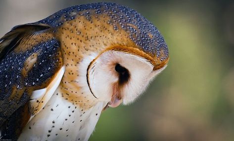 Side profile of a barn owl looking down. Owl Side Profile, Barn Owl Tattoo, Owl Head, Barn Owls, Owl Photography, Unique Faces, Owl Tattoo, Animal Projects, A Barn