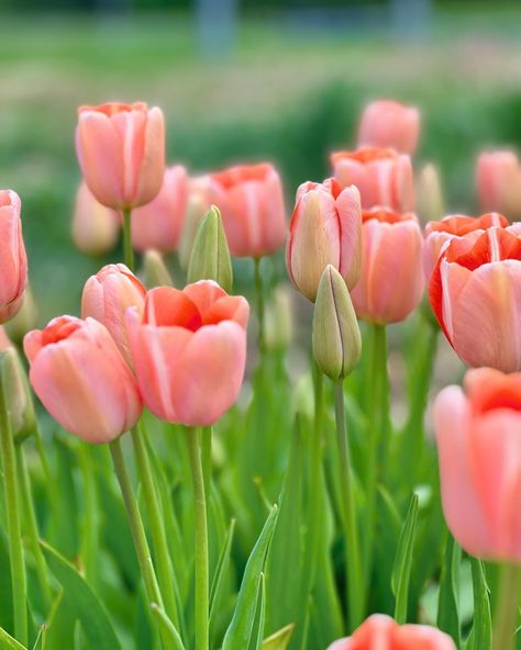 Tulpju sezonas beigas | End of tulip season 🌷🌷🌷 #tulip #endoftulipseason #tulpes #grieztieziedi #cutflowergarden #vietejieziedi #cutflowers Tulip Season, Seed Shop, Cut Flower Garden, Flower Farm, May 21, Flower Seeds, Cut Flowers, Anemone, Tulips