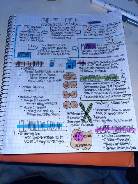 The Cell Cycle Notes, Cell Division Notes, Cell Cycle Notes, Organization Notes, Cell Cycle, Cell Division, School Organization Notes, The Cell, School Organization