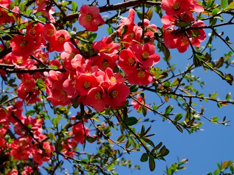 Spring Flowering Trees, Flowering Quince, Eastern Redbud, Creeping Jenny, Mock Orange, Plant Benefits, Companion Plants, Evergreen Plants, Spring Beauty