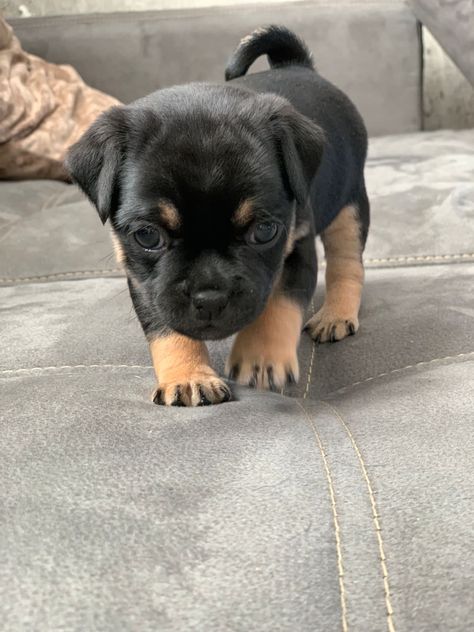 Mini rottweiler look puppies Mini Rottweiler, Rottweiler, French Bulldog, Bulldog, Puppies, Dogs, Animals, Quick Saves