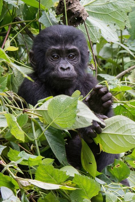 Baby Gorilla, Kerala Travel, Baby Gorillas, Mountain Gorilla, Small Photos, Primates, East Africa, Great Photos, Animal Pictures