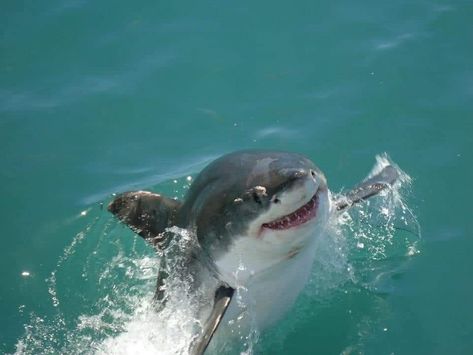 Great White Shark, Great White, Sharks, The Ocean, Water, Blue, White