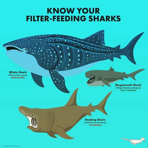 megamouth shark size basking shark megamouth shark lifespan megamouth shark facts is the megamouth shark extinct are megamouth sharks dangerous megamouth shark habitat megamouth shark dietmegamouth shark lifespan basking shark size whale shark size megamouth shark habitat megamouth shark diet is the megamouth shark extinct pocket shark megamouth shark predators#megamouthshark #megachasmapelagios #megachasmidae #lamniformes #savesharks #savethesharks Shark Board, Megamouth Shark, Basking Shark, Shark Conservation, Save The Sharks, Pig Breeds, Shark Facts, Animals Information, Shark Fishing