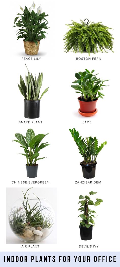 How to grow a Monstera Deliciosa Indoor Plants Names, Indoor Plants Clean Air, Cactus House Plants, Indoor Plants Low Light, Best Indoor Plants, Bathroom Plants, Easy Plants, Indoor Plant Pots, Plant Pictures