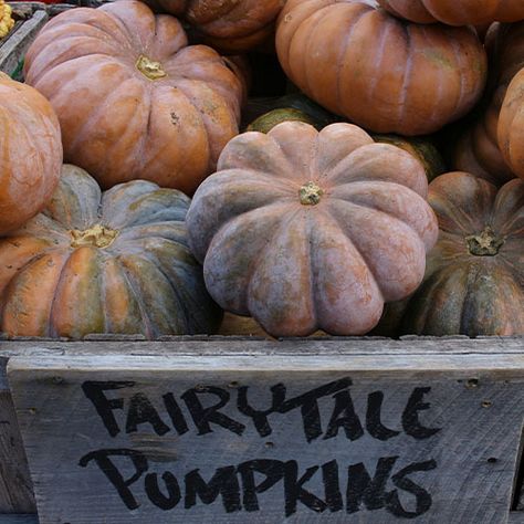 A Guide To Pumpkin Varieties | Plant Perfect Jarrahdale Pumpkin, Types Of Pumpkins, Witchy Garden, Pumpkin Varieties, Vegetable Mixes, Pumpkin Garden, Squash Pasta, Giant Pumpkin, Pumpkin Spice Muffins