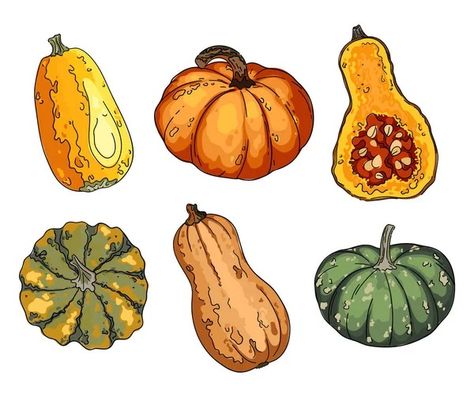 Vegetable Cartoon, Simple Organic, Acorn Squash, Pumpkin Colors, Vector Drawing, Book Projects, Holiday Art, Graphic Design Illustration, Halloween Pumpkins