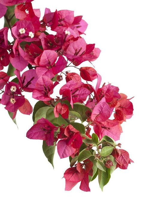 Bougainvillea, E Card, Flower Pictures, Watercolor Flowers, High Res, Fine Art America, Flower Painting, Wedding Cards, Flower Art